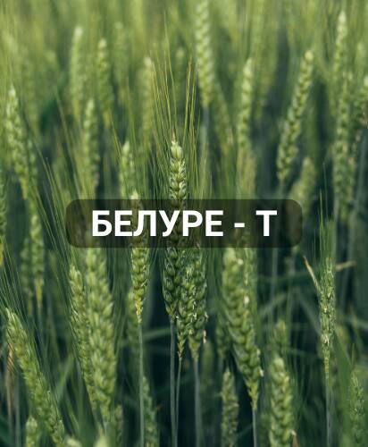 belure-t