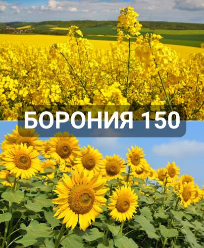 boronia-150