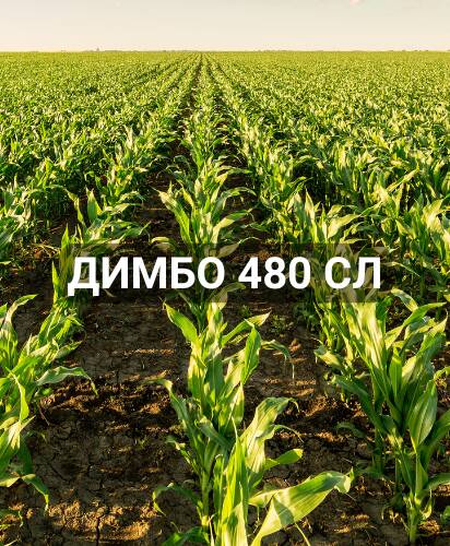 dimbo-480-sl