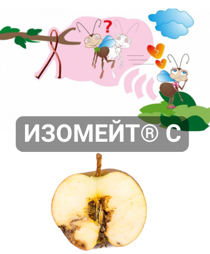 izomeyt-s