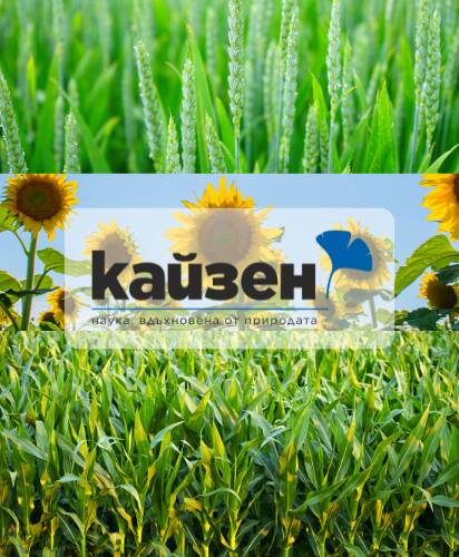 kayzen