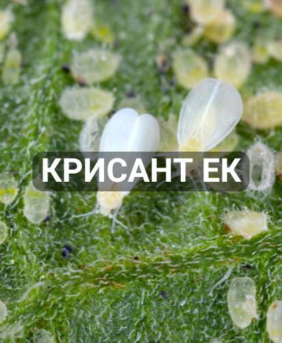 krisant-ek