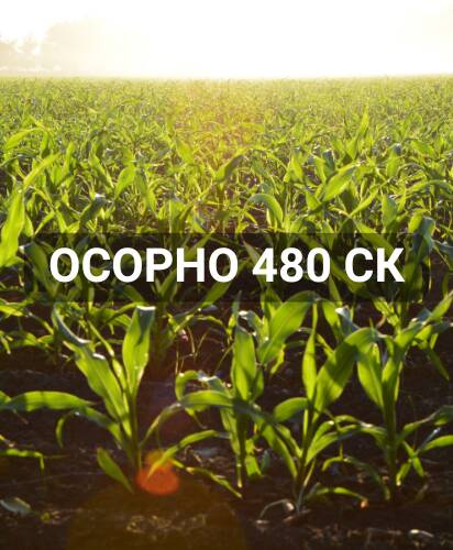 osorno-480-sk