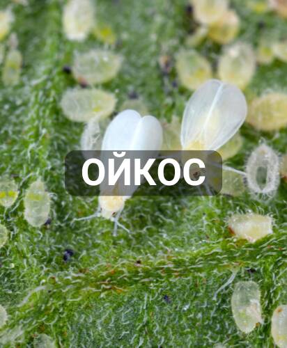 oykos